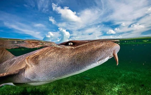 Photo de Remuna Bec montrant un requin nourrice dans les eaux du Bahamas 