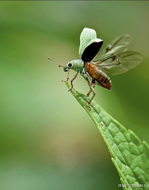 Photo de Jess Steggall montrant un insecte en gros plan