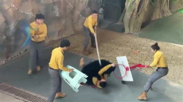 Un ours attaque son soigneur