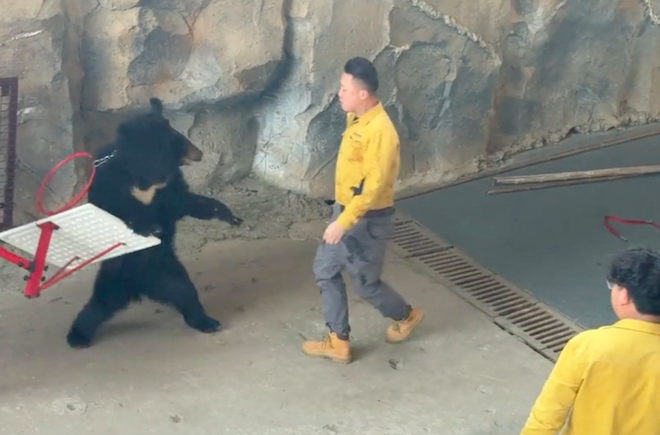 Un ours face à son soigneur