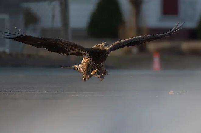 Un aigle ramasse une part de pizza