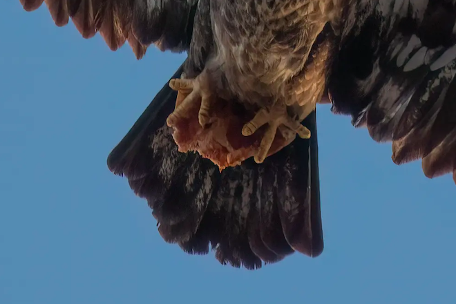 Un aigle ramasse une part de pizza