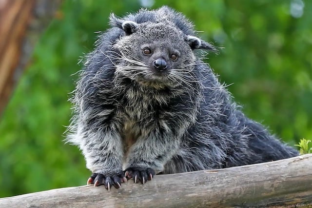 Portrait d'un binturong