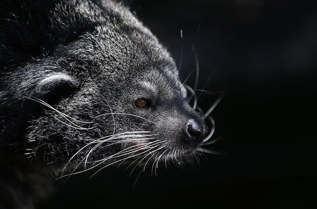 Hank, un autre binturong du zoo national