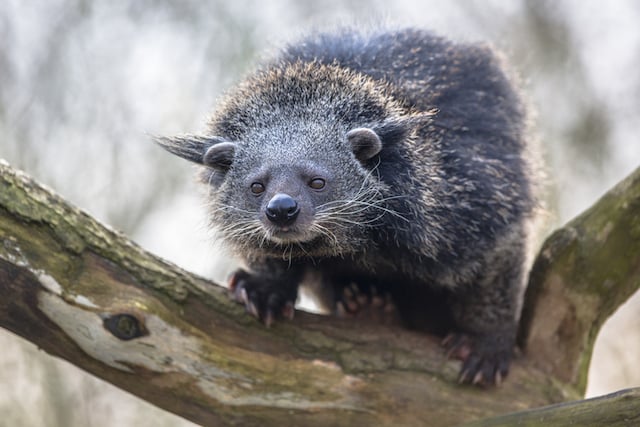 Portrait d'un binturong