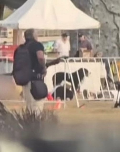 Maui, un bouvier bernois, aper&ccedil;u sur le lieu de la fusillade &agrave; Sydney 