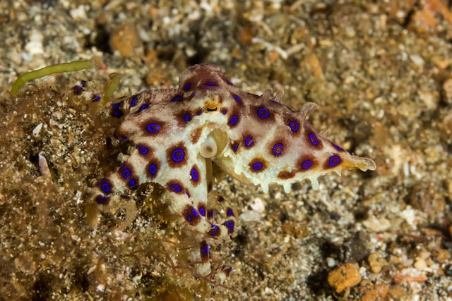 Pieuvre &agrave; anneaux bleus