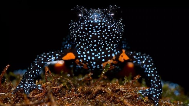 Grenouille &laquo; galaxie &raquo;