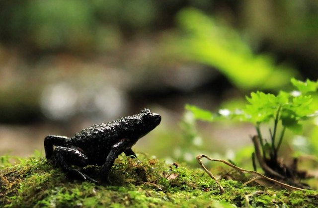 Grenouille &laquo; galaxie &raquo;