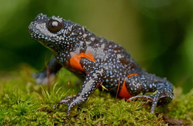 Grenouille &laquo; galaxie &raquo;