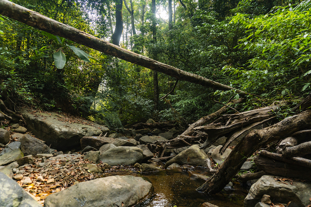 Ruisseau dans une for&ecirc;t verdoyante 