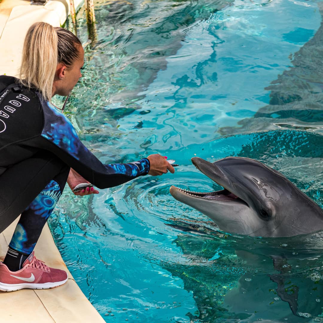 Une soigneuse nourrit un dauphin