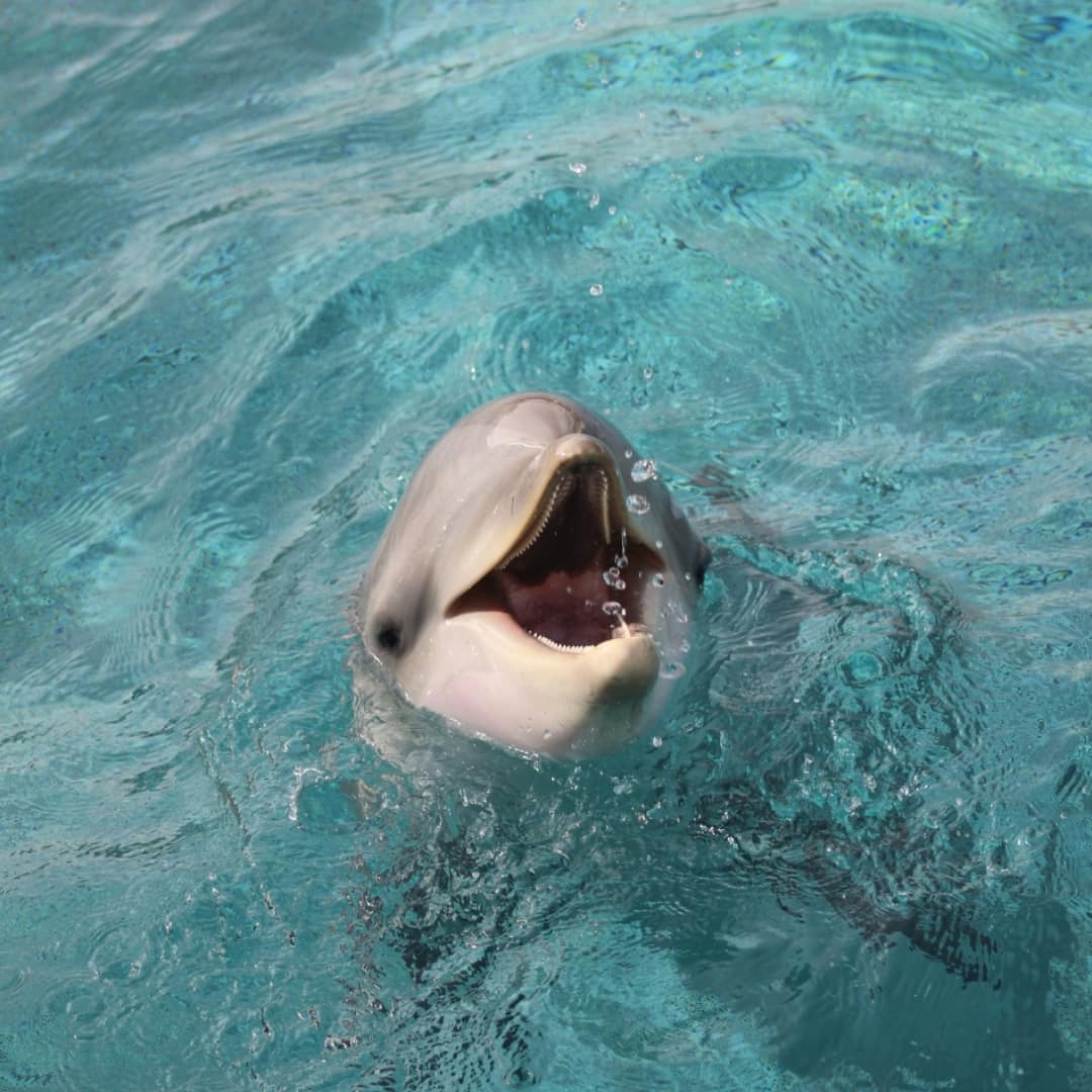 Un dauphin