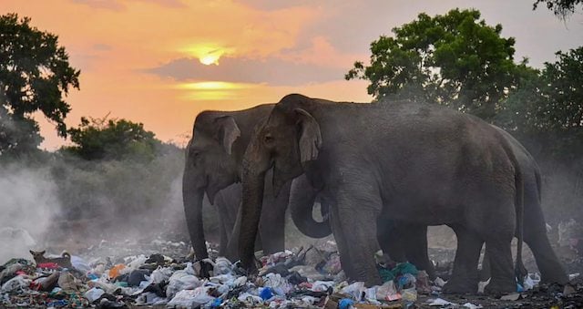 Deux &eacute;l&eacute;phants fouillant les poubelles