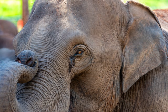 Gros plan sur un &eacute;l&eacute;phant d'Asie