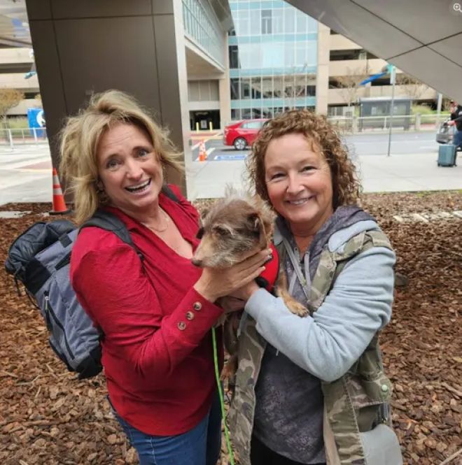 La chienne retrouv&eacute;e