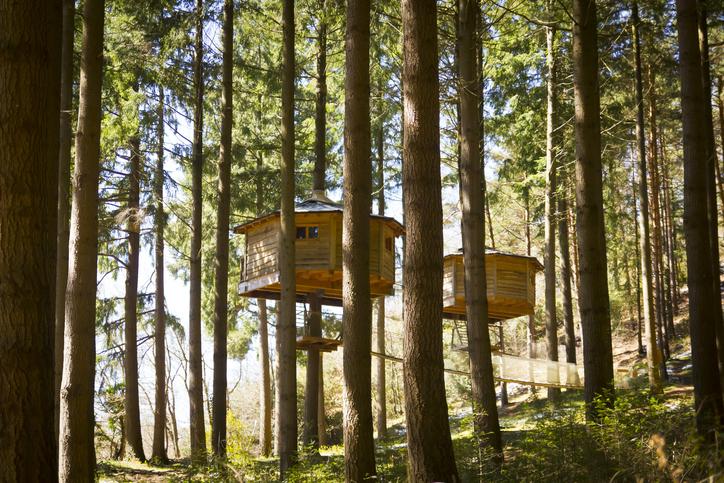 Une tiny house dans un arbre