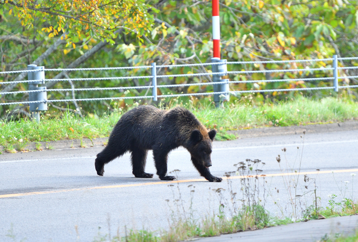 Un ours brun au Japon