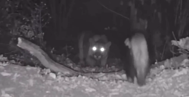 Une mouffette face &agrave; un puma