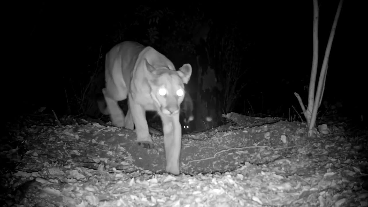 Un puma contre une mouffette