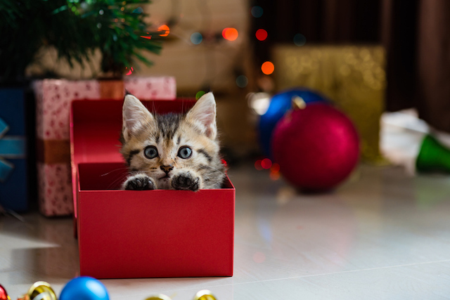 Un chaton dans une bo&icirc;te rouge pour No&euml;l 