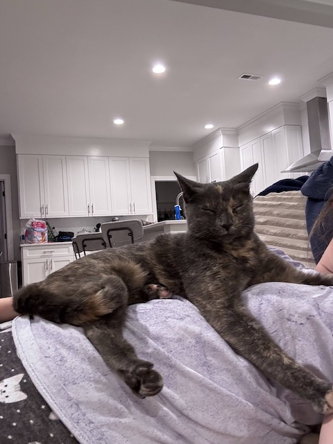 La chatte pr&eacute;nomm&eacute;e Jinx