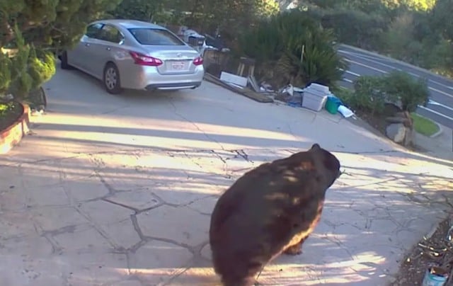 Capture d'&eacute;cran montrant l'ours noir