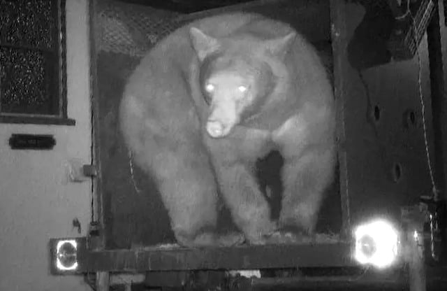 Capture d'&eacute;cran montrant le mauvais ours captur&eacute; 