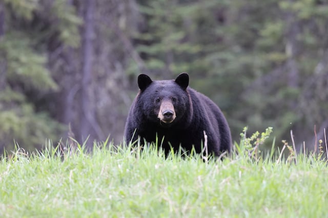 Un ours noir dans la nature