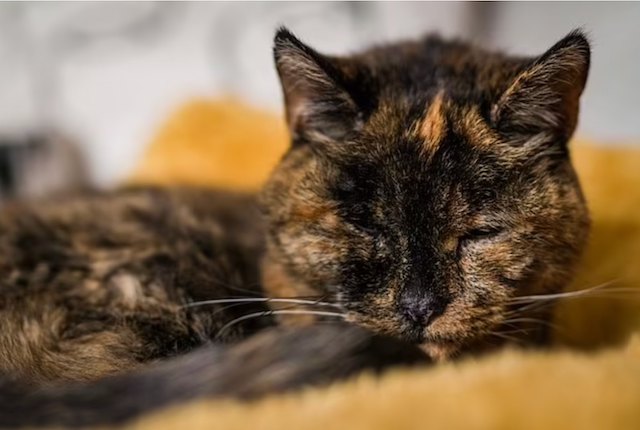 Flossie, le chat le plus &acirc;g&eacute; au monde 