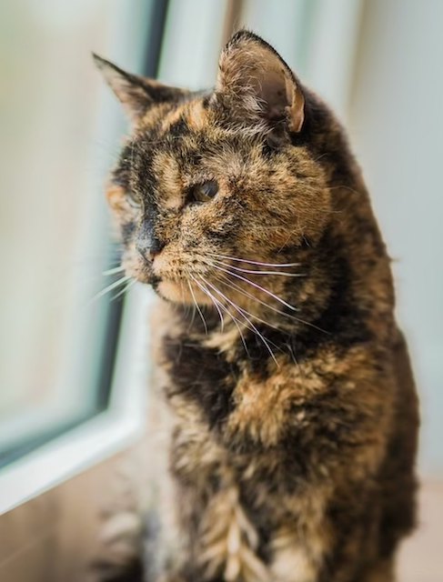 Flossie, le chat le plus &acirc;g&eacute; au monde 