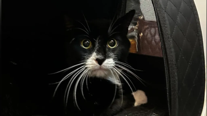 Le chat sauv&eacute;