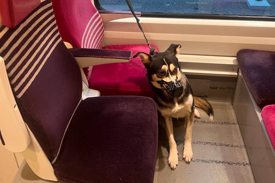 Le chien abandonn&eacute;