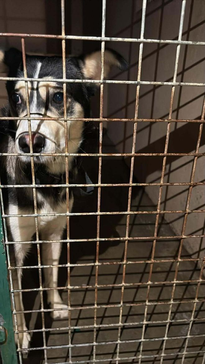 Le chien abandonn&eacute;