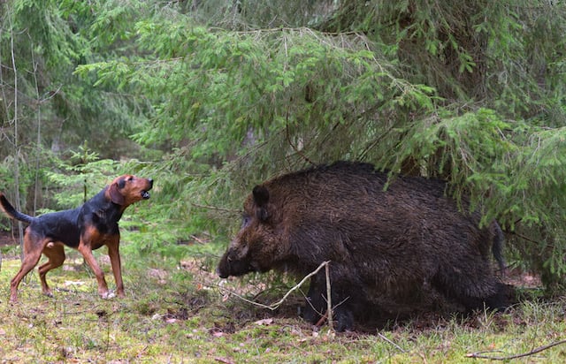 Un chien en train d'aboyer sur un sanglier 