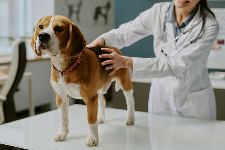 Un chien chez le v&eacute;t&eacute;rinaire
