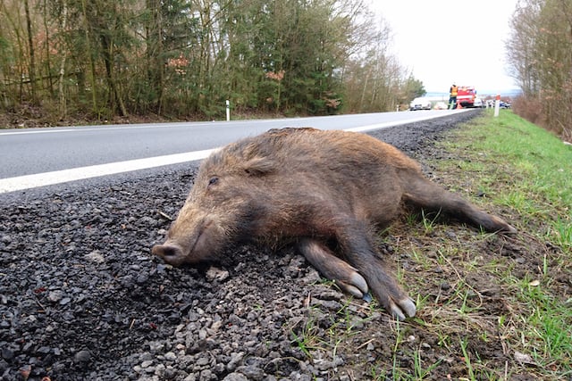 Un sanglier mort sur le bord de la route