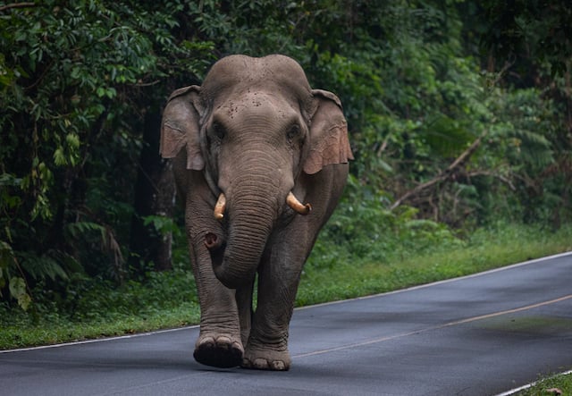 Un &eacute;l&eacute;phant d'Asie en train de marcher sur une route