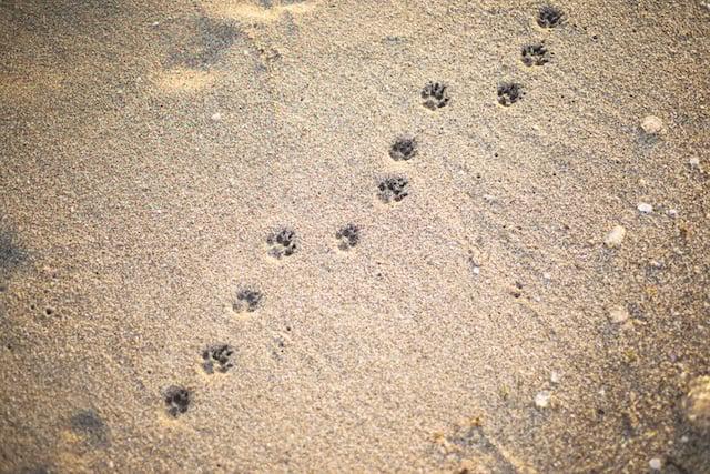 Empreintes de chat dans le sable