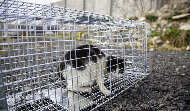 Un chat enferm&eacute; dans une cage