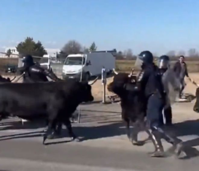 Des CRS charg&eacute;s par des taureaux