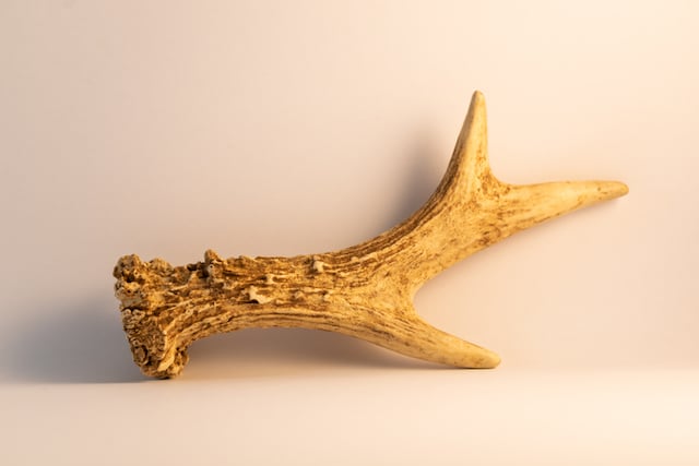 Gros plan sur un bois de chevreuil