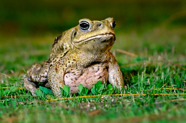 Crapaud buffle assis dans l'herbe