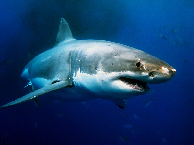 Grand requin blanc 