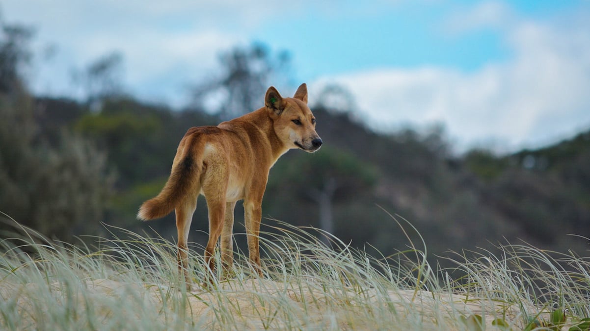 Gros plan sur un dingo sur une plage