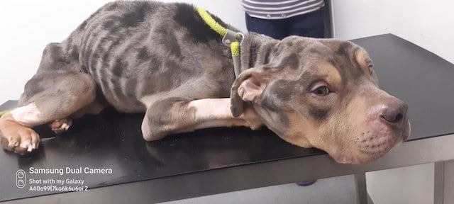 Boss, le chien mort de faim 