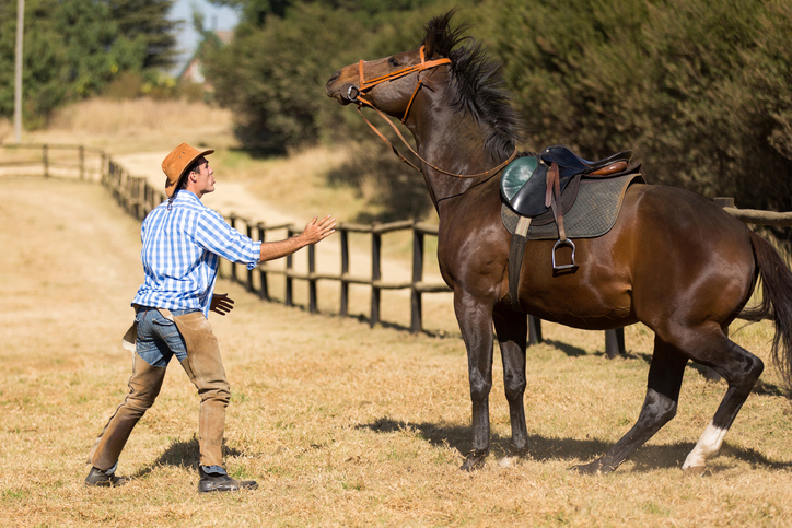 Un homme tente de calmer un cheval