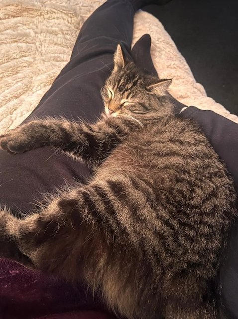 La chatte pr&eacute;nomm&eacute;e Nora