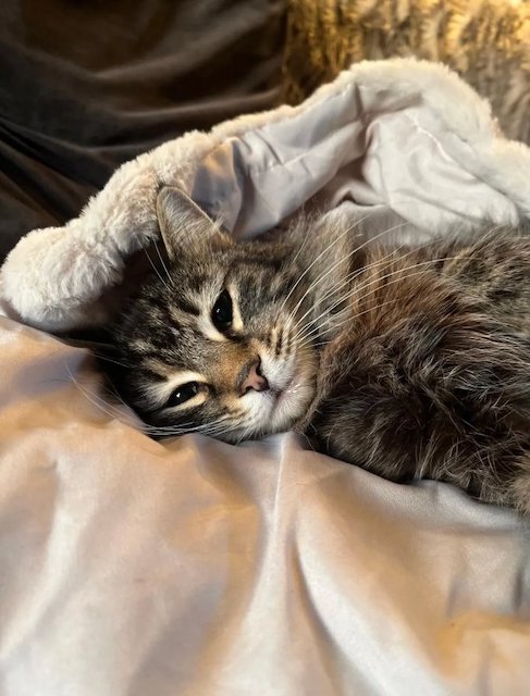 La chatte pr&eacute;nomm&eacute;e Nora