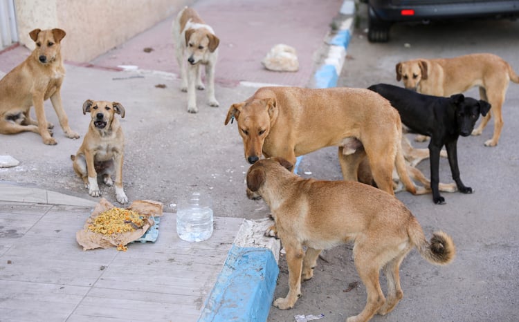 Chiens errants dans une rue marocaine
